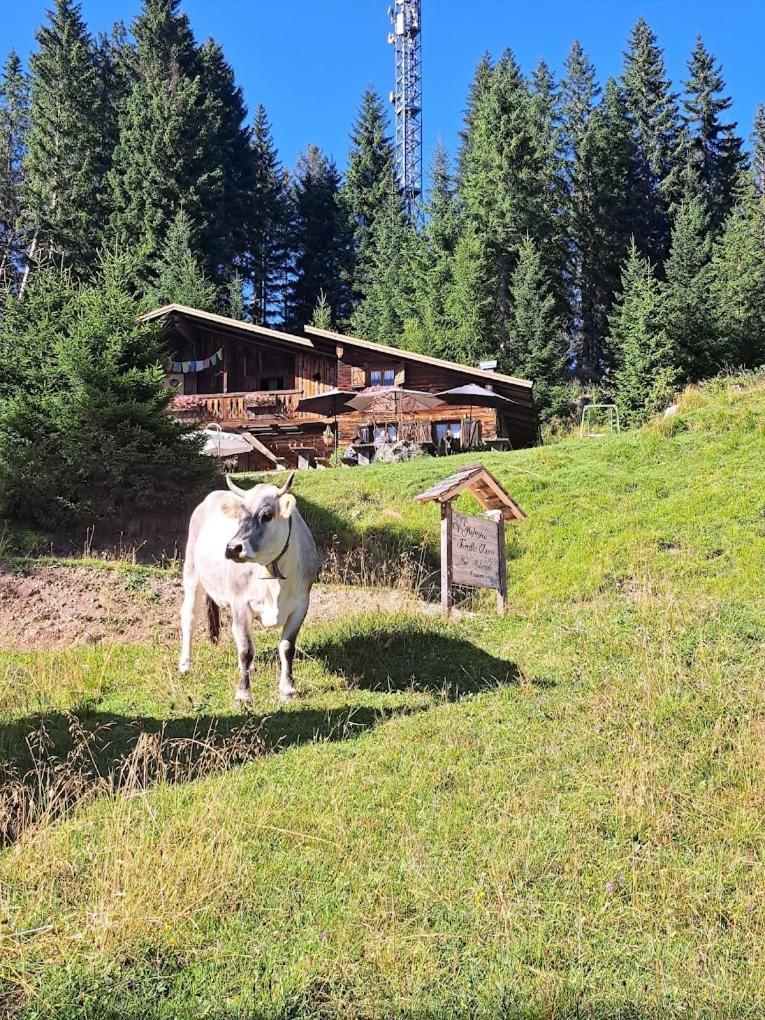 Rifugio Forcella Zovo Hotell San Pietro di Cadore Exteriör bild